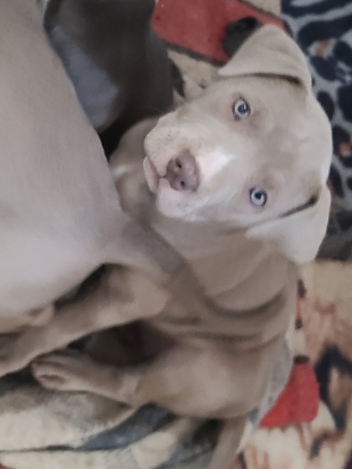 Pitbull