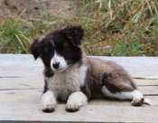 Aussie/Polish Tatra