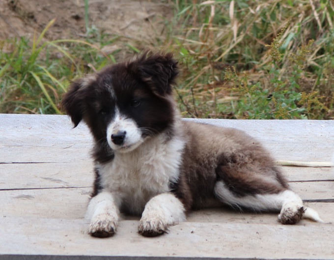 Aussie/Polish Tatra