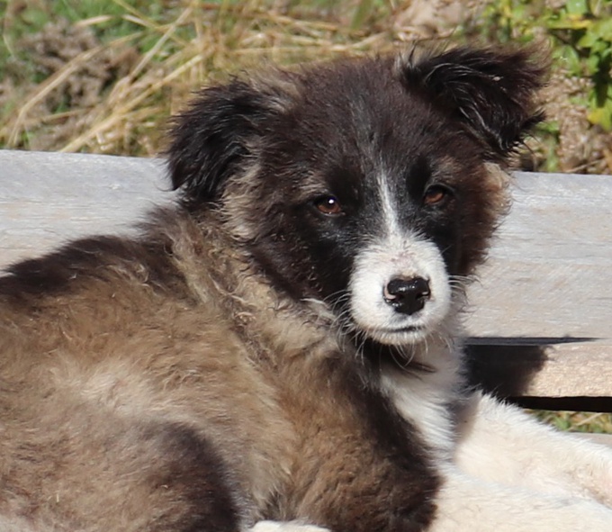 Aussie/Polish Tatra