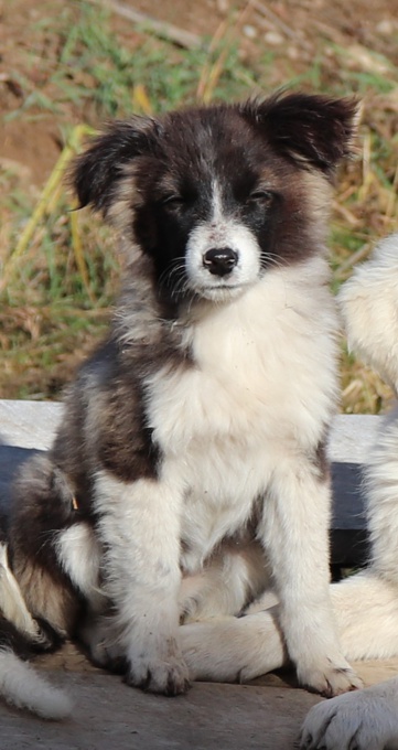 Aussie/Polish Tatra