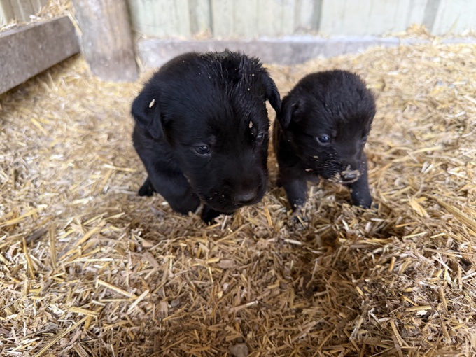 Labrador Shepherd cross