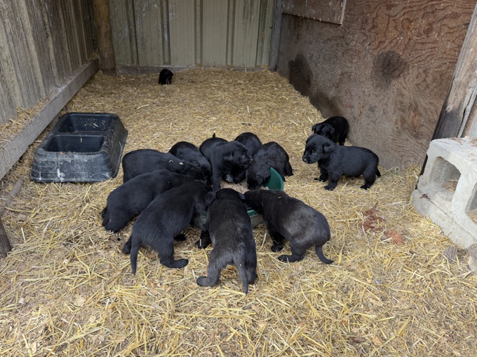 Labrador Shepherd cross