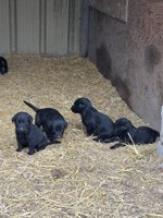Labrador Shepherd cross