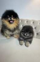 Pomeranian