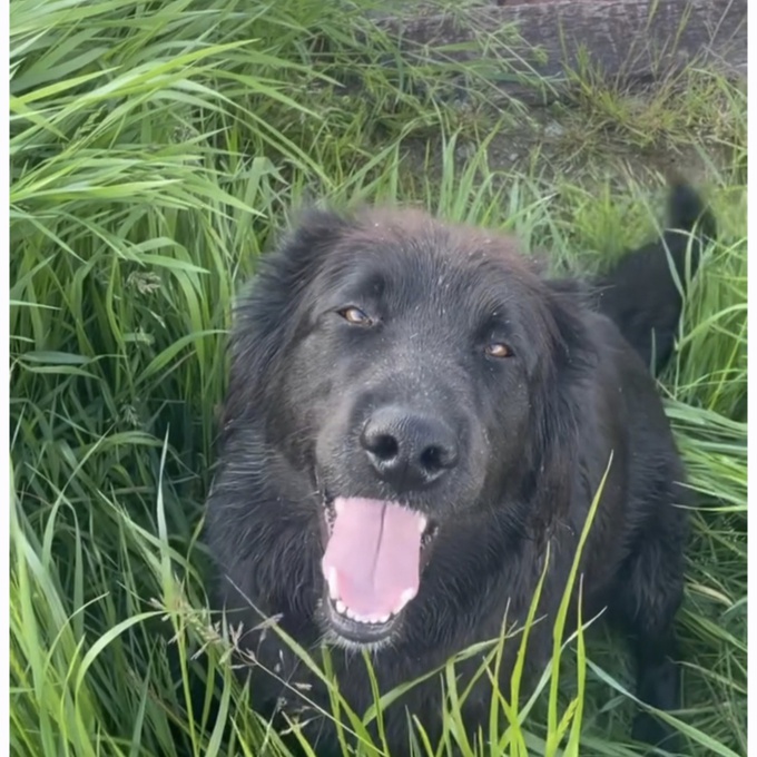 Lab/czech shepherd