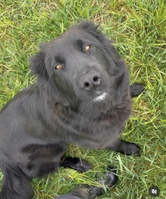 Lab/czech shepherd
