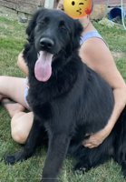 Lab/czech shepherd