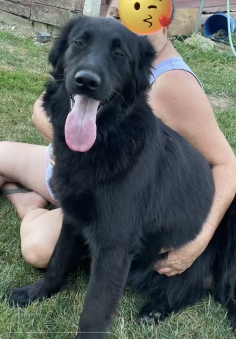 Lab/czech shepherd