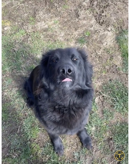 Lab/czech shepherd