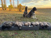 Wolfhound/Poodle