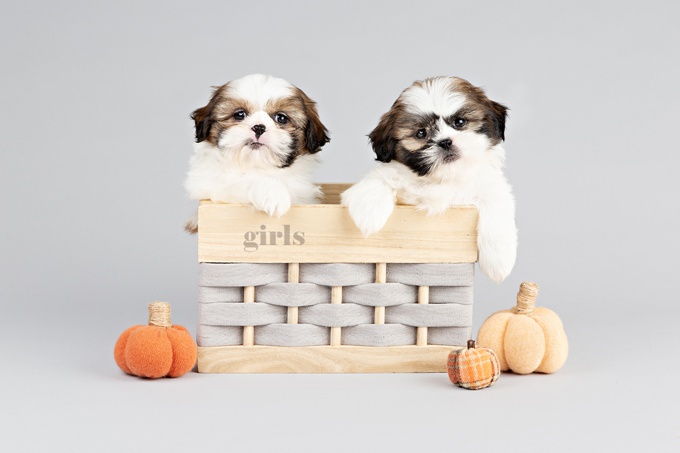 Shih Poo