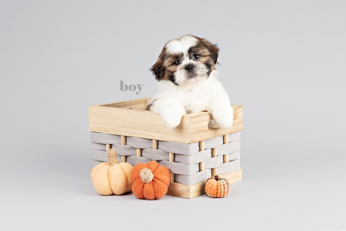 Shih Poo