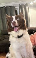 Pomsky