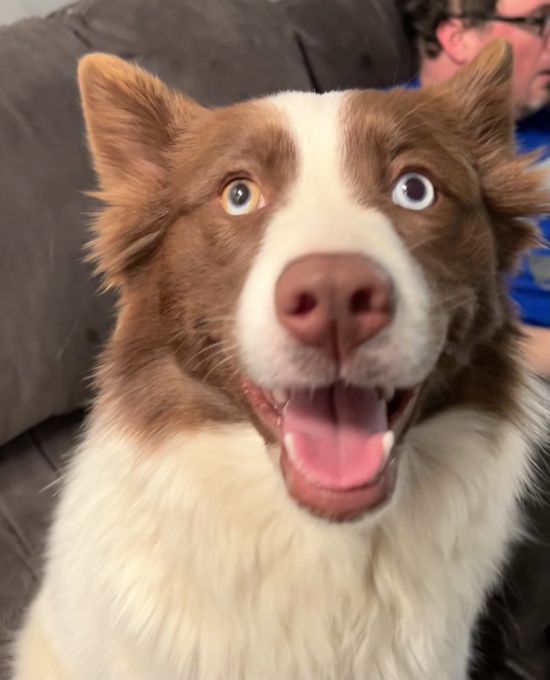 Pomsky
