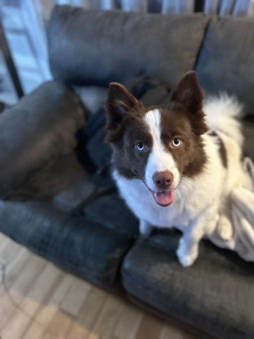 Pomsky