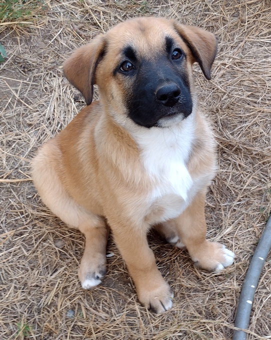 Lab/GermanShepherd/Rottweiler
