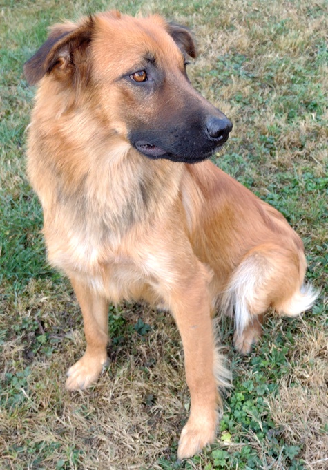 Lab/GermanShepherd/Rottweiler