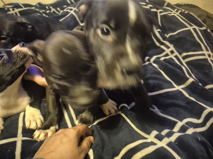 Belgian Malinois/Staffordshire Terrier