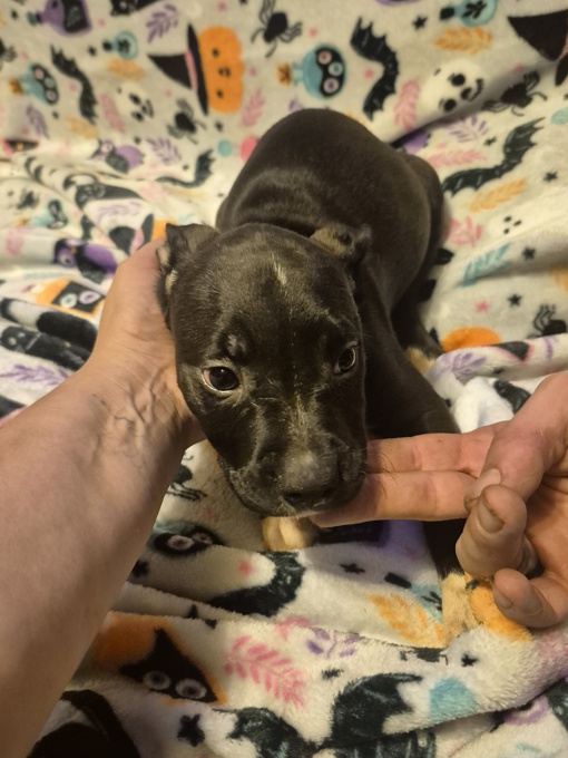 Belgian Malinois/Staffordshire Terrier