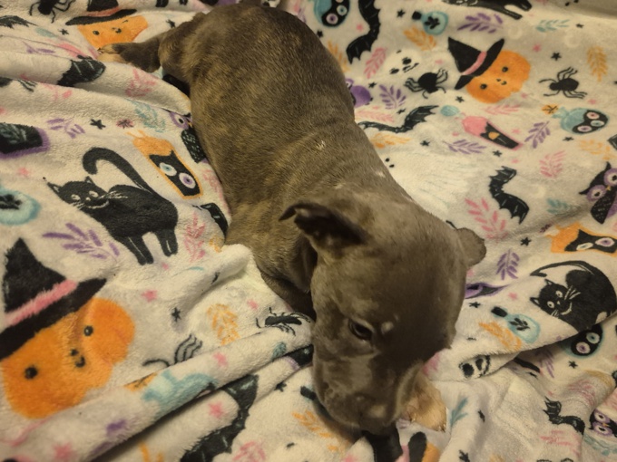 Belgian Malinois/Staffordshire Terrier