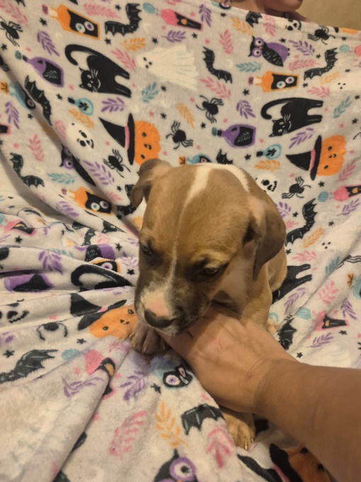 Belgian Malinois/Staffordshire Terrier