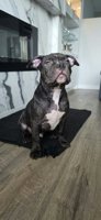 Pocket Bully