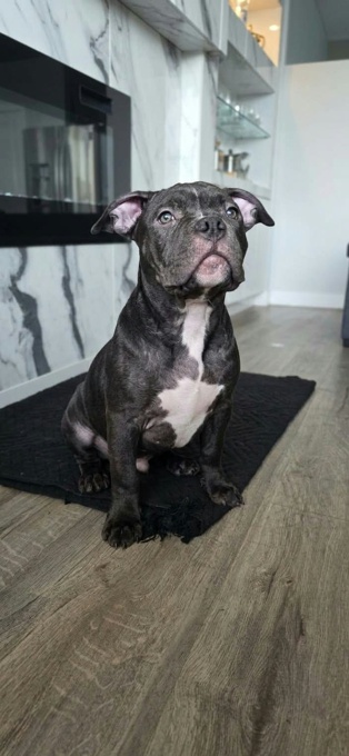 Pocket Bully