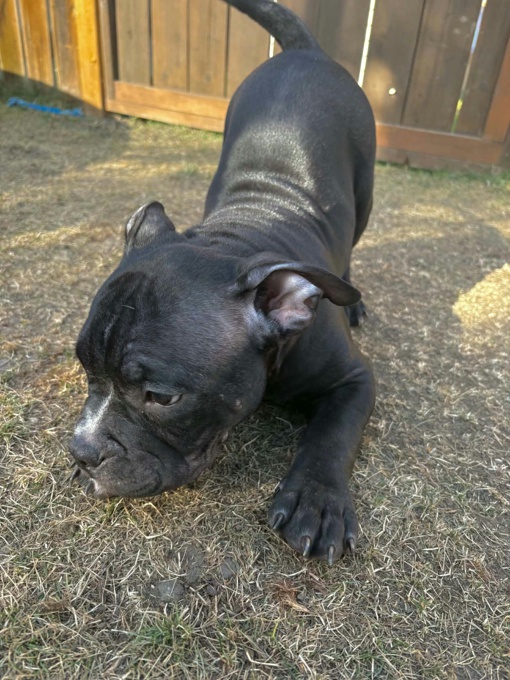 Pocket Bully