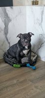 Pocket Bully