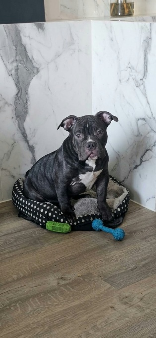 Pocket Bully