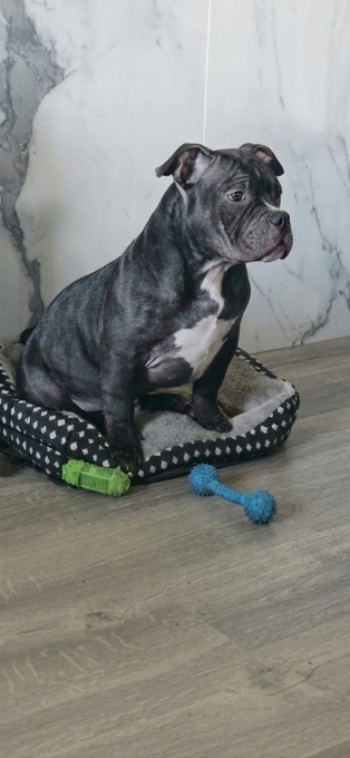 Pocket Bully