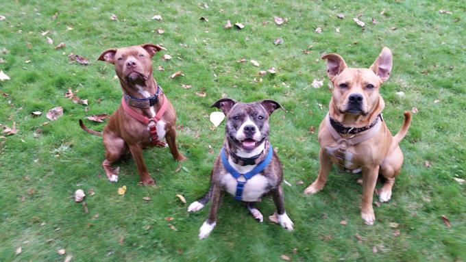 American pitbull/Staffordshire bull terrier/ Bluenose/Rednose