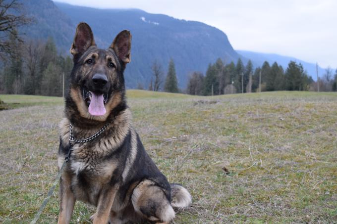 my german shepherd highc my german shepherd highc