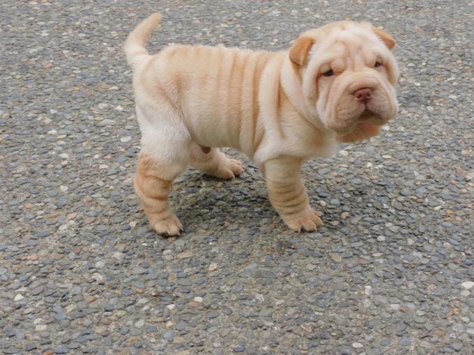 Toy & Miniature Shar - Pei Puppies