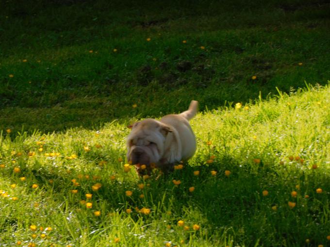 Toy & Miniature Shar - Pei Puppies