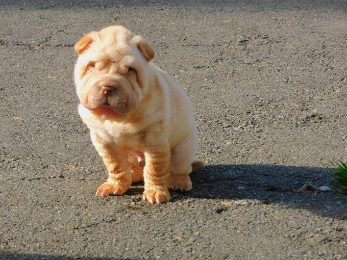 Toy & Miniature Shar - Pei Puppies