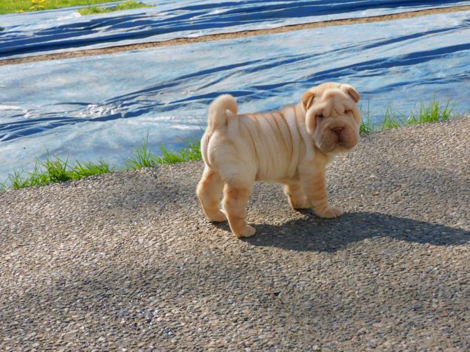 Toy & Miniature Shar - Pei Puppies