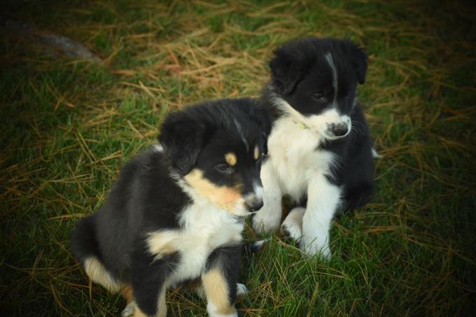 Border collie