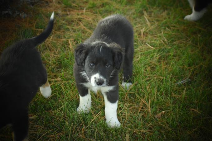 Border collie