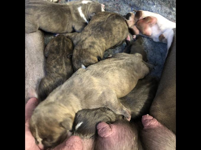 Blue nose American bully and Texas red nose