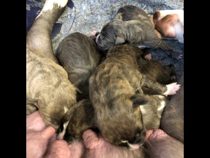 Blue nose American bully and Texas red nose