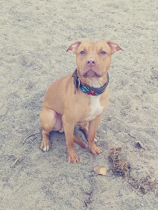 Blue nose American bully and Texas red nose