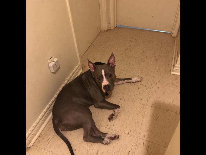 Blue nose American bully and Texas red nose