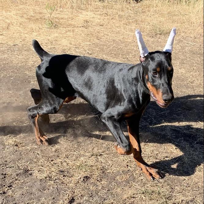 Doberman