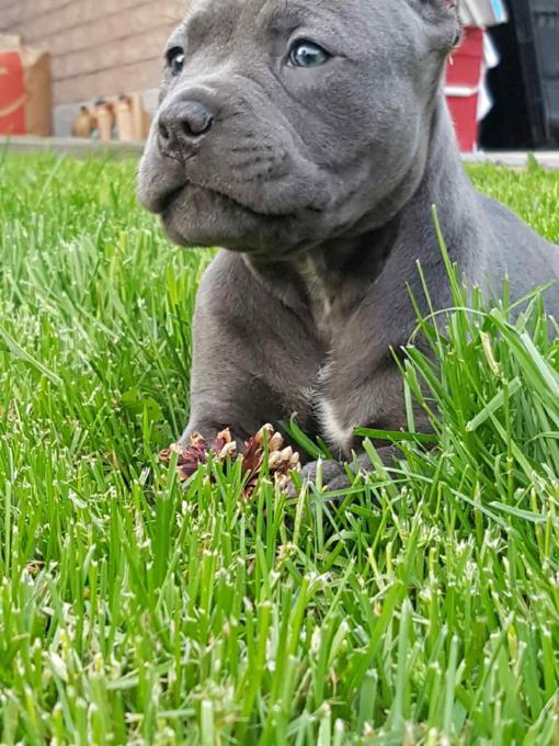 Newly born purebred Cane Corso puppies f