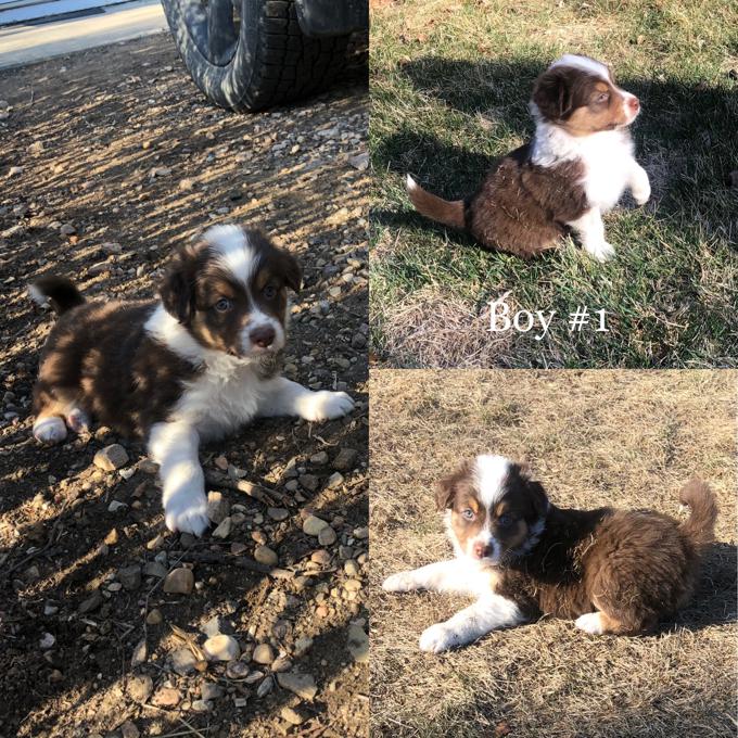 Australian Shepherd