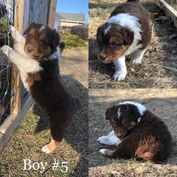 Australian Shepherd