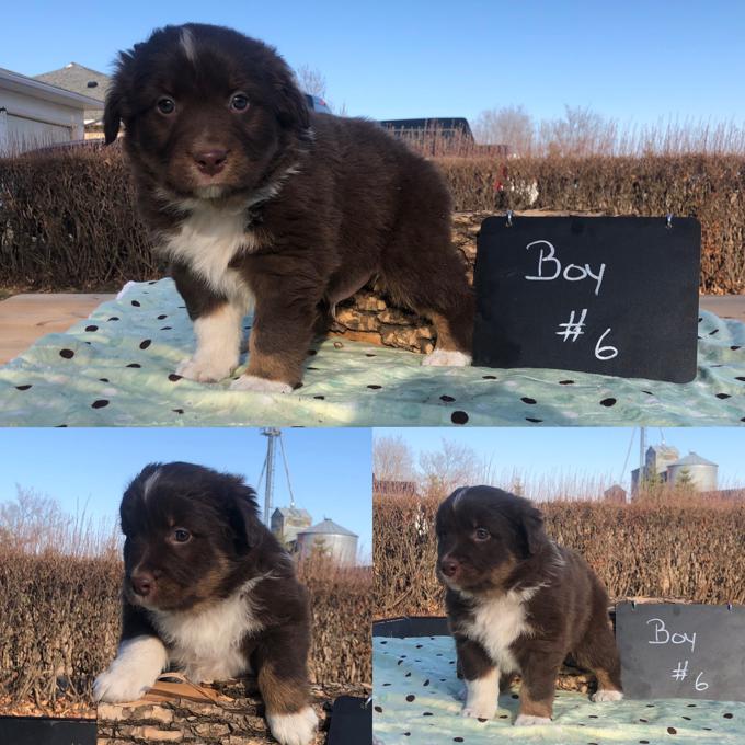 Australian Shepherd