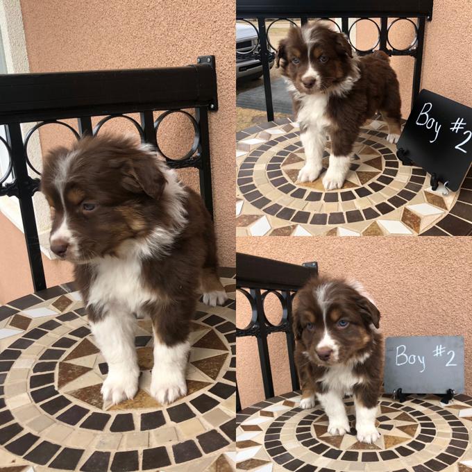 Australian Shepherd standard